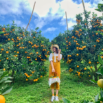 3...Moc Chau fruit seasons