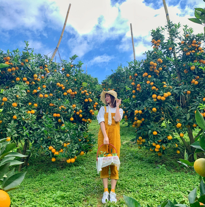 3...Moc Chau fruit seasons